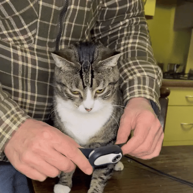 CatOptix ™ - Cat POV Camera