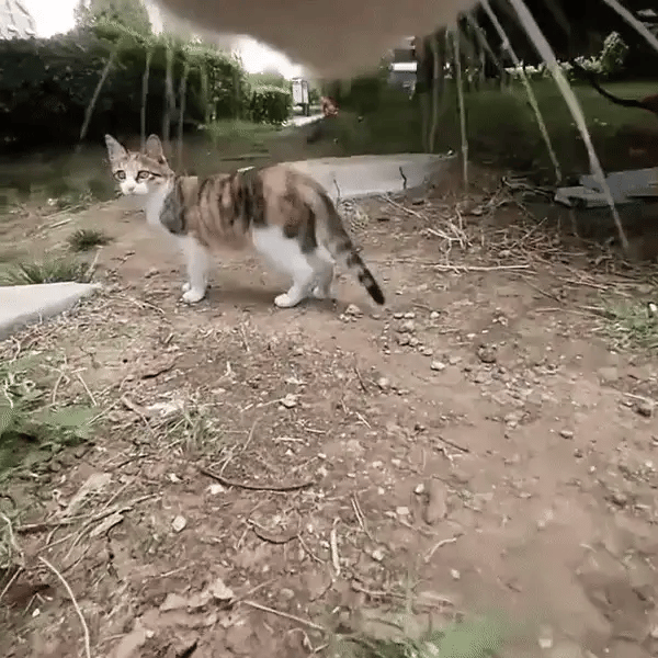 CatOptix ™ - Cat POV Camera